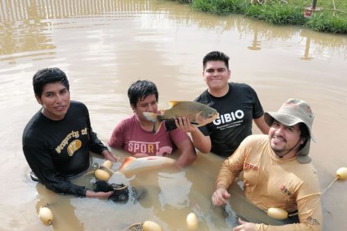 PUCP lidera un proyecto que combina tomografía óptica, inteligencia artificial y
conocimiento científico para optimizar la reproducción de peces amazónicos,
aumentar la productividad y promover una acuicultura más sostenible en el Perú.