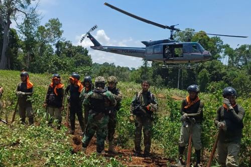 EE UU reconoce logro peruano en erradicación de cultivos ilegales de Coca durante 2025 y confirma que se superó meta. ANDINA/Difusión