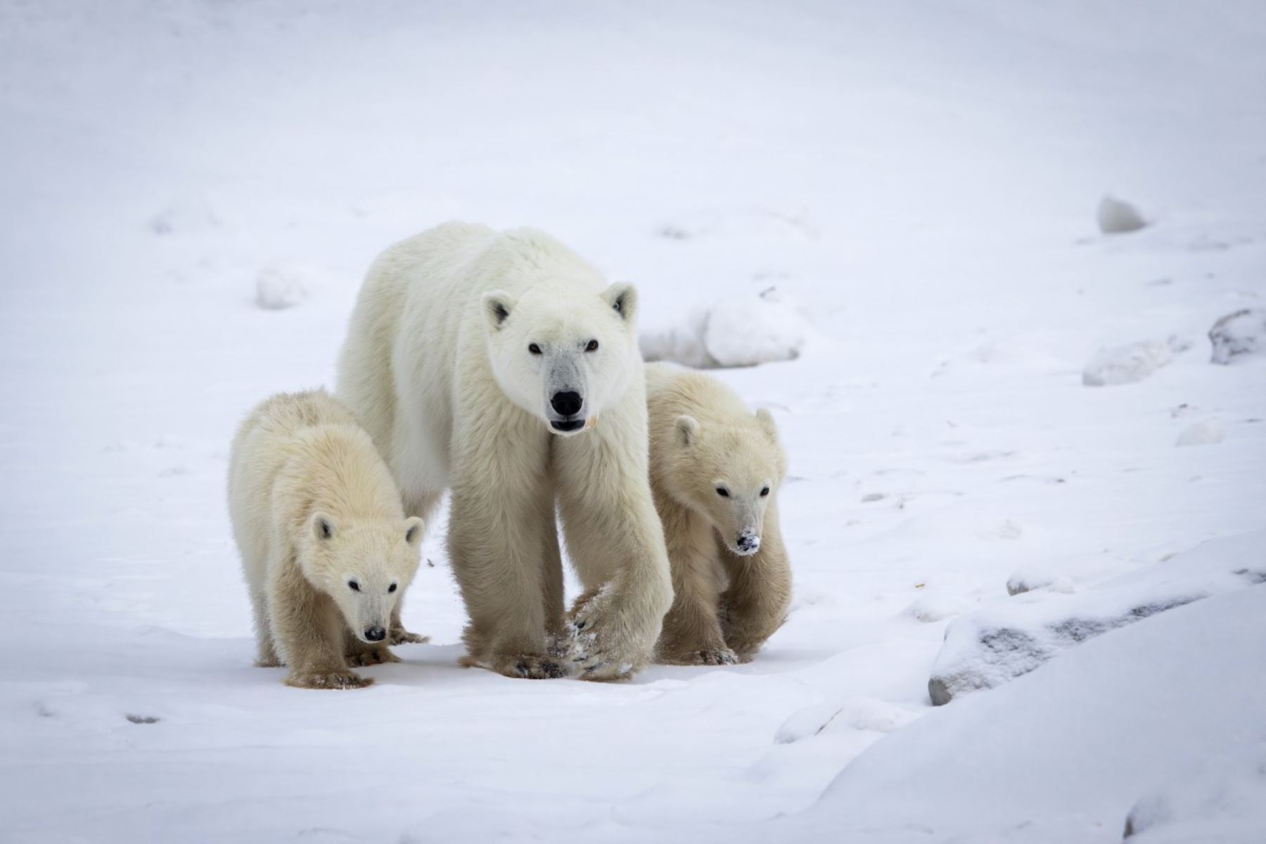 Investigadores en el norte de Canadá observaron un caso de adopción poco común en osos polares al captar en video a una hembra salvaje cuidando a una cría que no era suya. Foto: AFP