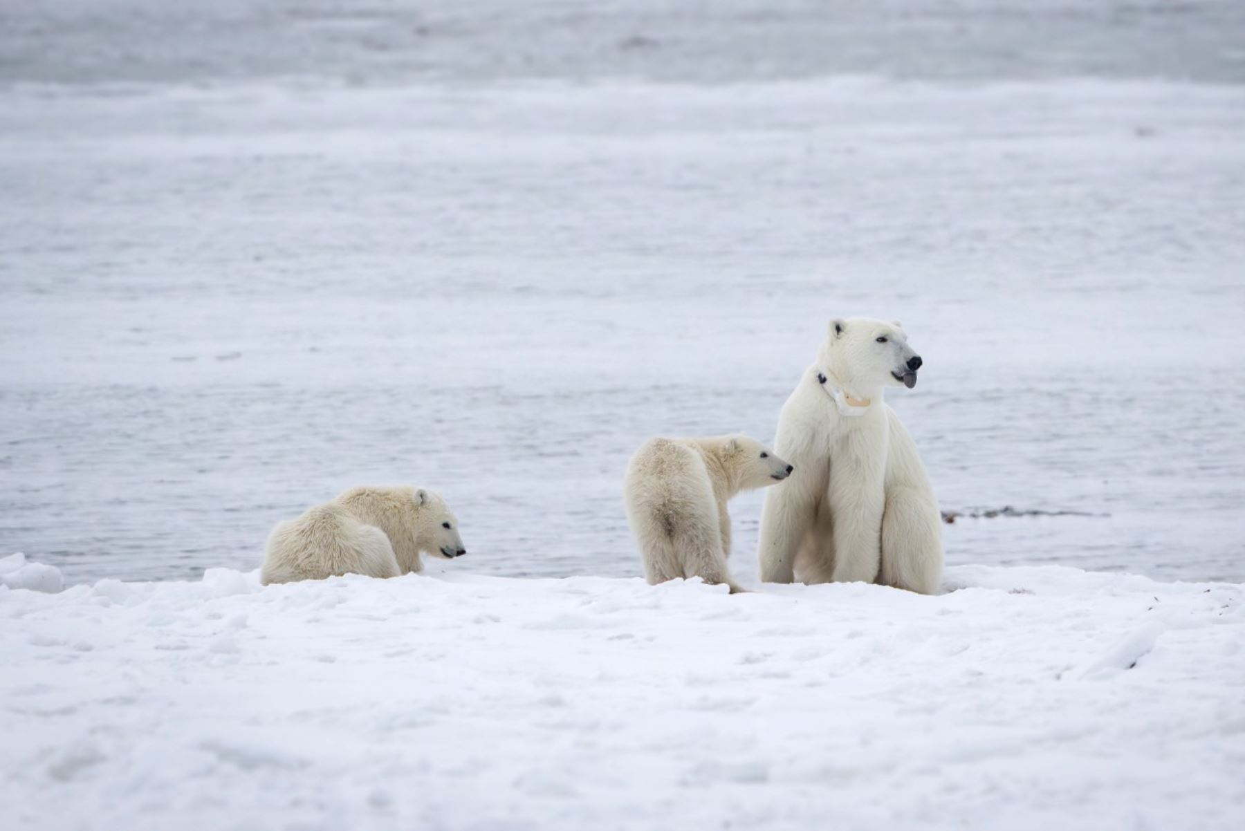 Los investigadores vieron a la osa meses atrás, cuando salía de su guarida. Entonces solo tenía una cría, que estaba marcada con collar GPS, una práctica usual para facilitar el estudio de estos mamíferos. Foto: AFP