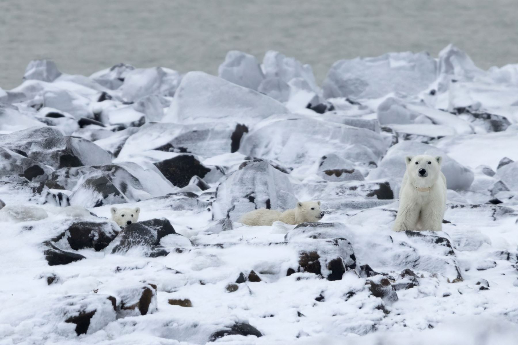 Solo 13 casos (de adopción) han sido registrados en 45 años", dijo Evan Richardson, del ministerio de Medio Ambiente de Canadá, que estudia al mayor depredador del Ártico desde hace 25 años.. Foto: AFP