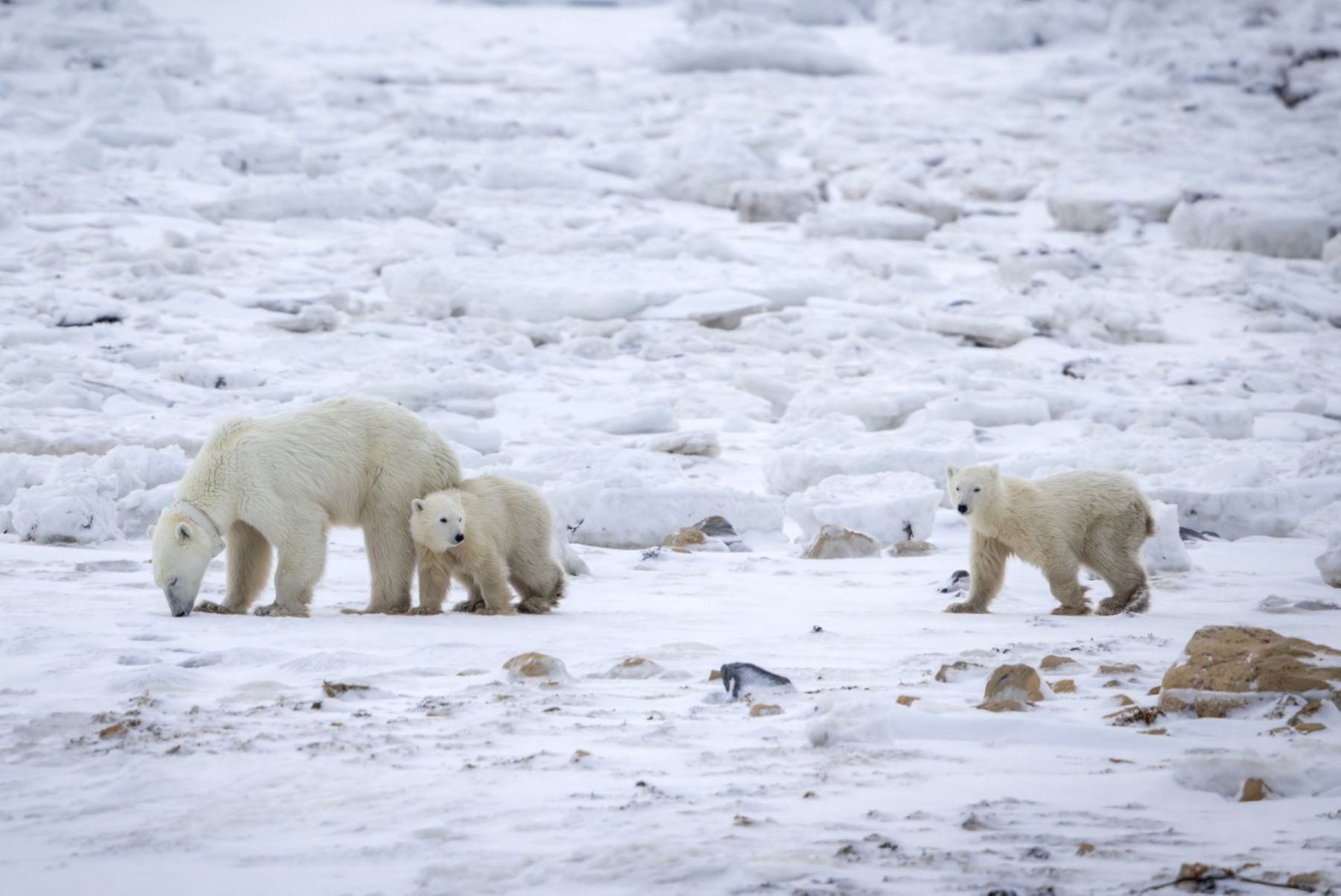 Ambas crías tienen entre 10 y 11 meses y probablemente permanecerán con la osa madre hasta alrededor de los 2 años y medio. Foto: AFP