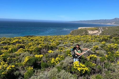 Las flores poseen pigmentos específicos —como carotenoides, betalaínas y antocianinas— que reflejan y absorben la luz en patrones únicos.