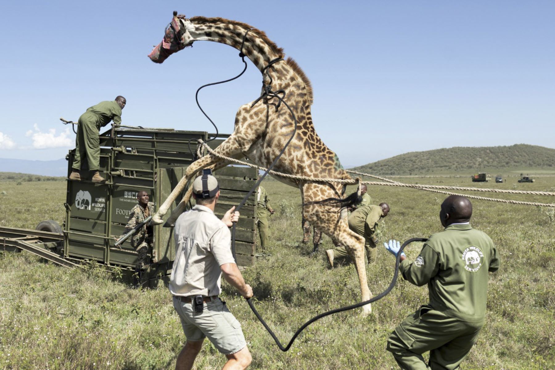 Una jirafa Masai hembra adulta se levanta sobre sus patas traseras mientras se resiste a los esfuerzos de los guardabosques de los Servicios de Vida Silvestre de Kenia (KWS) para guiarla hacia una jaula de transporte usando cuerdas durante un ejercicio para trasladar a los grandes herbívoros de Kedong Ranch debido a las subdivisiones de tierra y el acorralamiento que han interrumpido las rutas migratorias de la vida silvestre en Naivasha, Condado de Nakuru, el 16 de noviembre de 2025. (Foto de Tony KARUMBA
