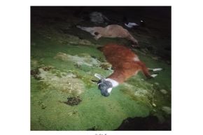 Las autoridades continúan monitoreando la situación y coordinando acciones para mitigar los impactos en la población.