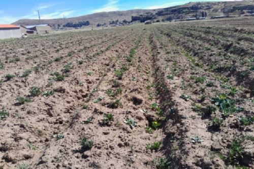 Respecto al sector pecuario, en las zonas de pastoreo prevalece la escasa disponibilidad de pastizales. Foto: Senamhi