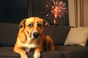 Mascotas asustadas por uso de pirotécnicos. Foto: Imagen creada con Inteligencia Artificial
