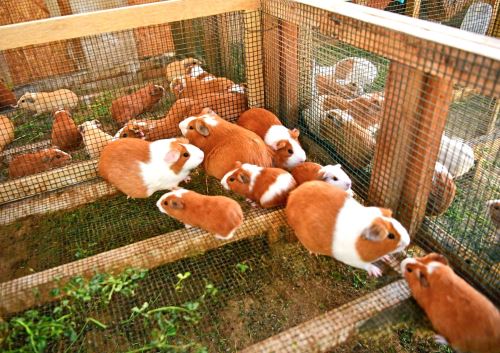 La crianza, producción y comercialización de cuy se ha convertido en una gran oportunidad de negocio para pequeños productores rurales de diversas regiones del país. Foto: ANDINA/Difusión