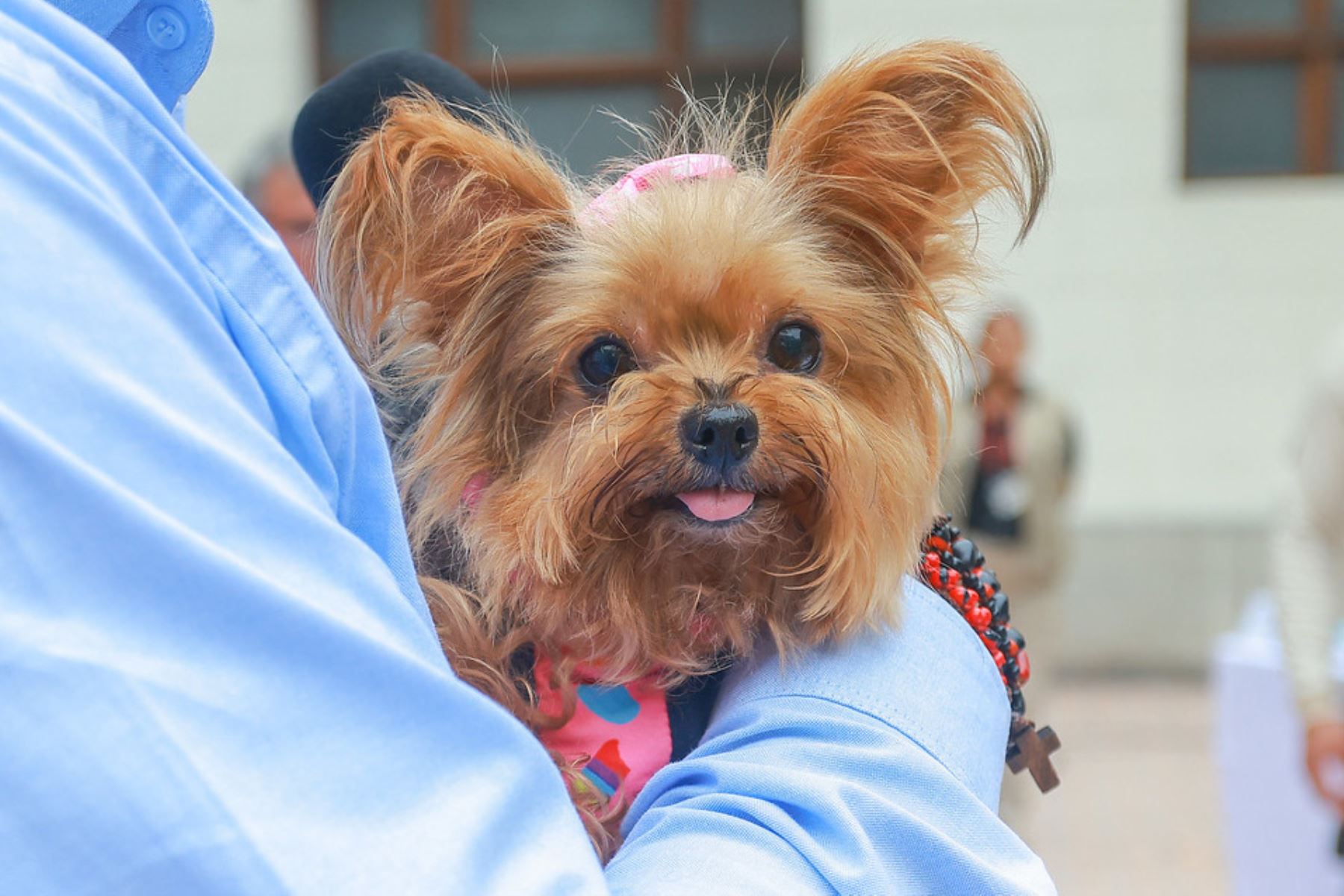 Los animales, especialmente perros y aves, sufren estrés, angustia y pánico durante el uso de los pirotécnicos debido a la alta sensibilidad de sus oídos.  Foto: ANDINA/Prensa Presidencia