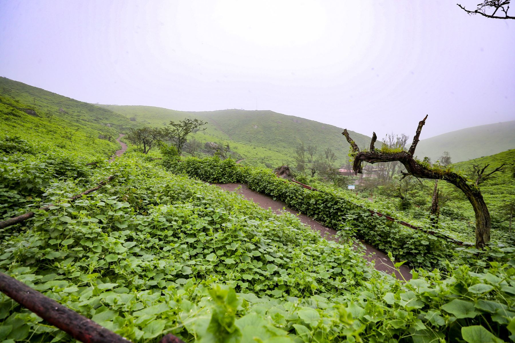 La Reserva Nacional de Lachay, en la región Lima, presenta dos estaciones bien diferenciadas: una húmeda, entre junio y octubre, caracterizada por una alta humedad ambiental que permite apreciar todo su verdor; y otra seca o árida, desde enero hasta mayo, con fuerte brillo solar y ausencia de neblina. Foto: Mincetur