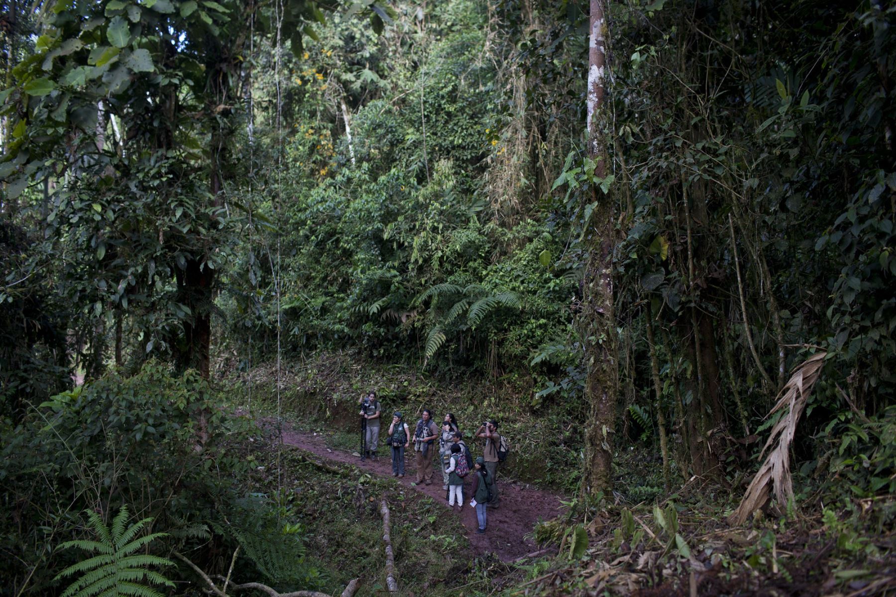 El Parque Nacional Tingo María, en la región Huánuco, es la segunda área natural protegida más antigua del Perú, creada en 1965. Entre sus principales circuitos turísticos destacan la Cueva de las Lechuzas, el Circuito Tres de Mayo, y la cadena montañosa “La Bella Durmiente”. Foto: Mincetur