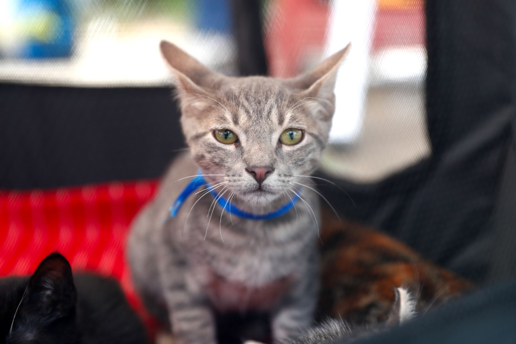 Maus gatito de 5 meses rescatado en   San Juan de Lurigancho cuando tenía 2 meses, en medio de un hogar disfuncional en donde sus dueños eran adictos a estupefacientes. Su fino pelaje plomizo, su mirada pensativa y su lazo de color azul son algunas de las cosas que más lo caracterizan. Quienes deseen adoptarlo, pueden comunicarse con Lida Arechi al 986955698. Foto: ANDINA/Daniel Bracamonte