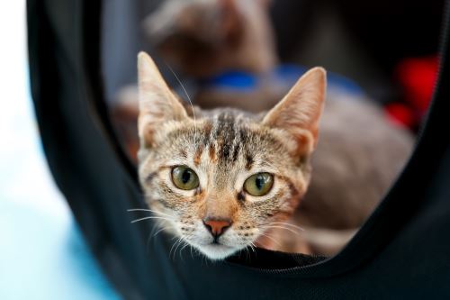 Perros y gatos de calle sueñan con un hogar a través de la adopción responsable