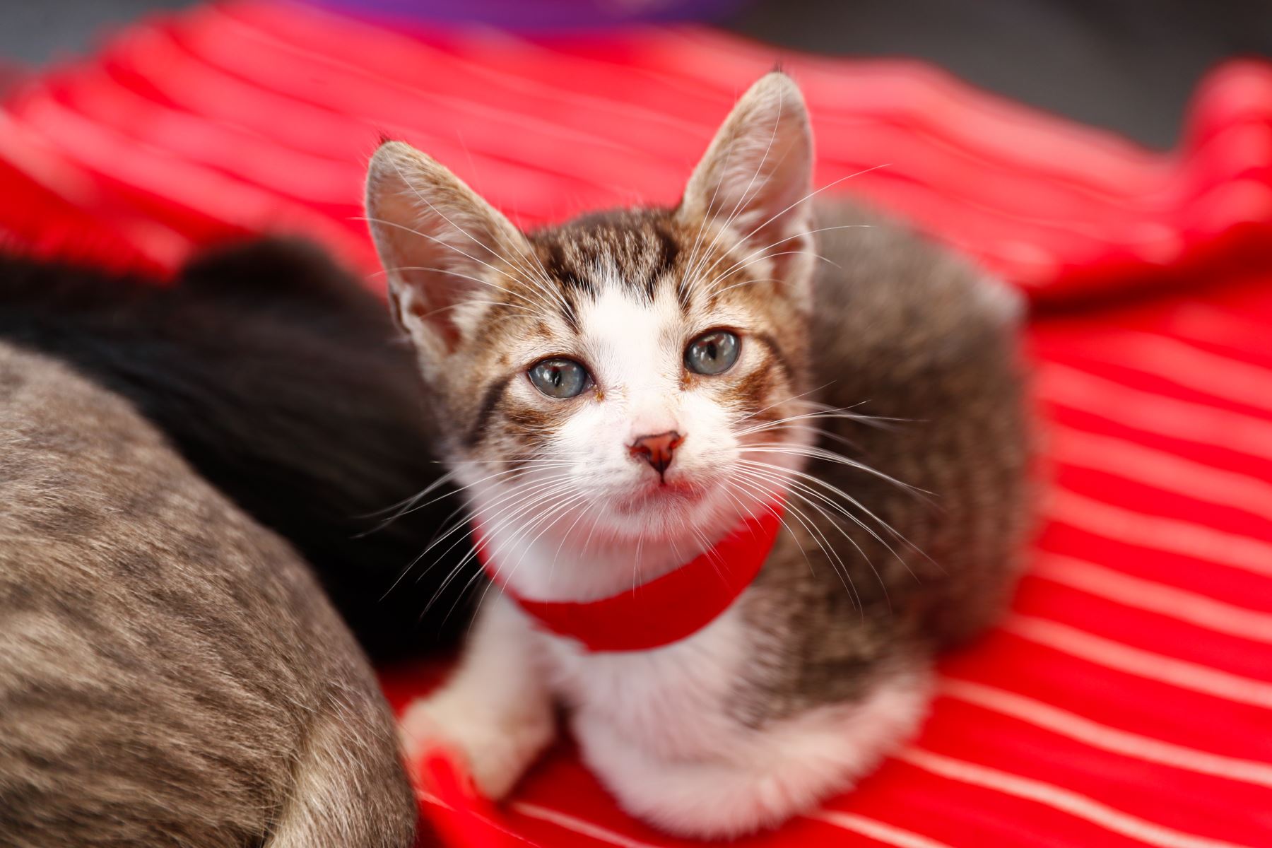 Tigrillo es un pequeño gatito muy juguetón de tan solo dos meses de edad, que fue rescatado de la calle en San Juan de Lurigancho cuando apenas era un bebé recién nacido. Su pelaje blanco y marrón, sus ojos celestes y su lazo de color rojo conquistan a quienes lo ven. Quienes deseen adoptarlo, pueden comunicarse con Cinthia Aleaga al 949389837. Foto: ANDINA/Daniel Bracamonte