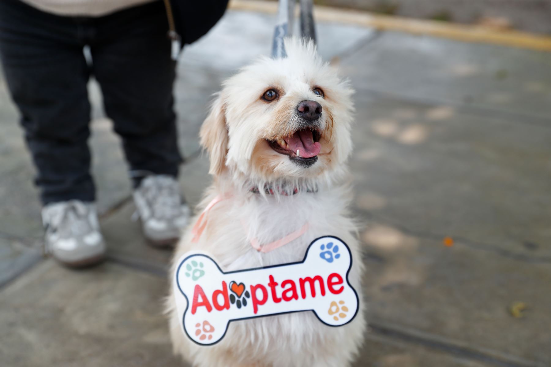 Bloom perrita de 1 año y medio de edad que fue encontrada en Ventanilla  en estado de maltrato, su boquita estaba amarrada y tenía marcas de quemaduras en el cuerpo. Bloom es de talla pequeño-mediana, y esta acostumbrada a estar rodeada de personas. Actualmente se encuentra en Manada Foster, un refugio temporal para perros. Quienes deseen adoptarla pueden comunicarse al número 945492744. Foto: ANDINA/Daniel Bracamonte