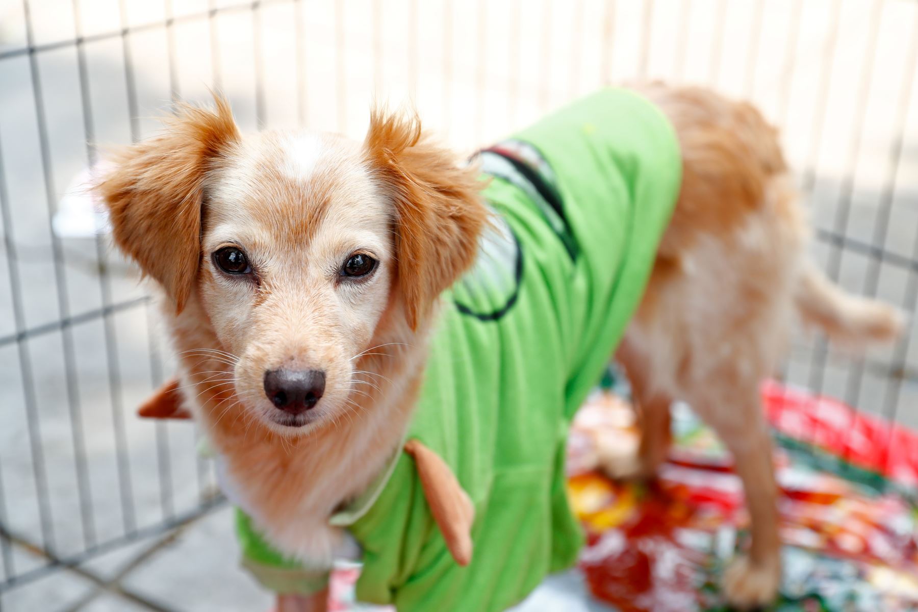 Mily perrita de 6 meses rescatada en San Martín de Porres, dentro de un grupo de 33 perros. Es un animalito muy sociable y curioso, actualmente ya está esterilizada. Quienes deseen adoptarla pueden comunicarse con Mary Alvarado al 998668850. Foto: ANDINA/Daniel Bracamonte