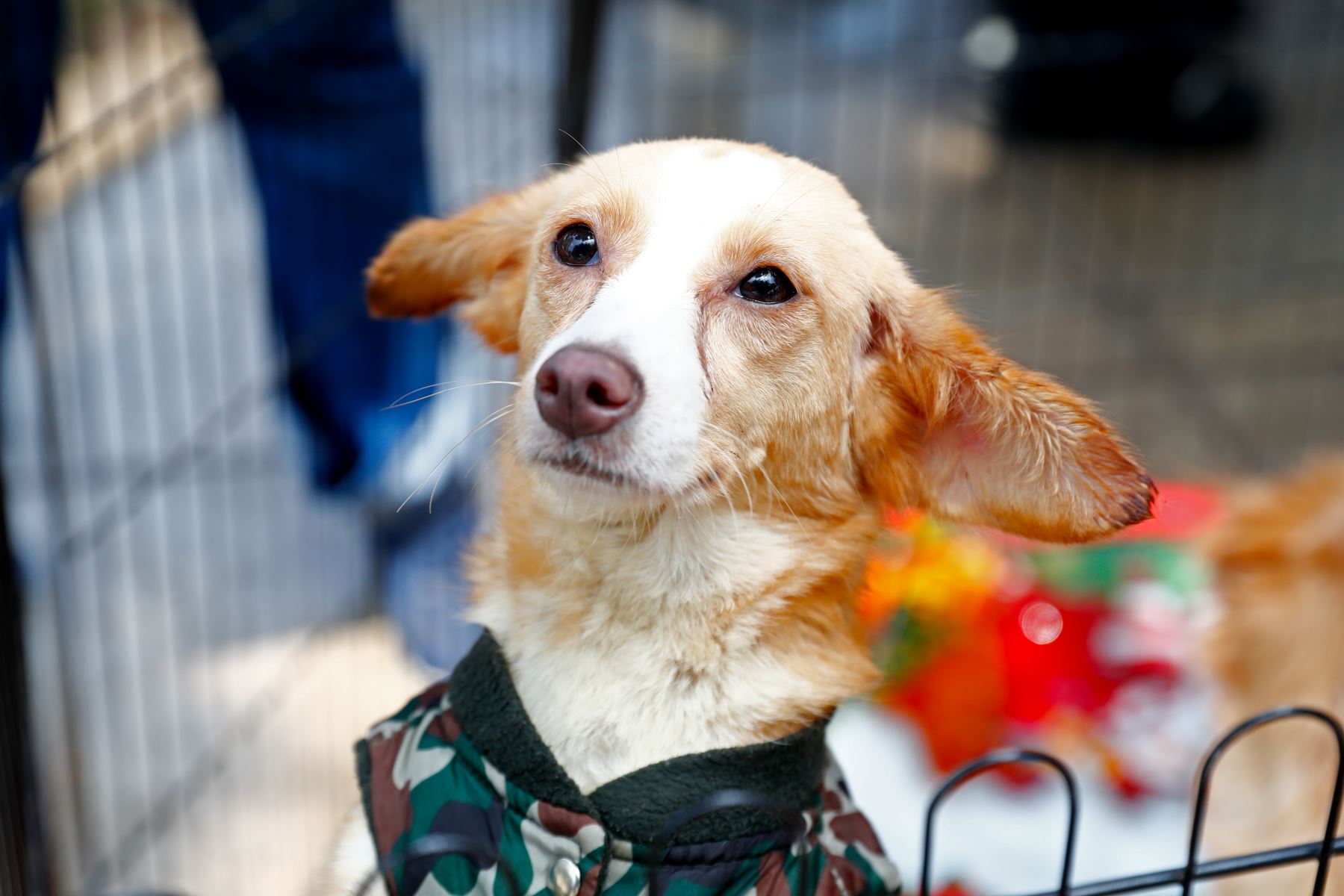 Reyna perrita de 1 año y medio, rescatada en San Martín de Porres, dentro de un grupo de 33 perros. Tiene una mirada inquieta y pensativa, actualmente ya está esterilizada. Quienes deseen adoptarla pueden comunicarse con Mary Alvarado al 998668850. Foto: ANDINA/Daniel Bracamonte