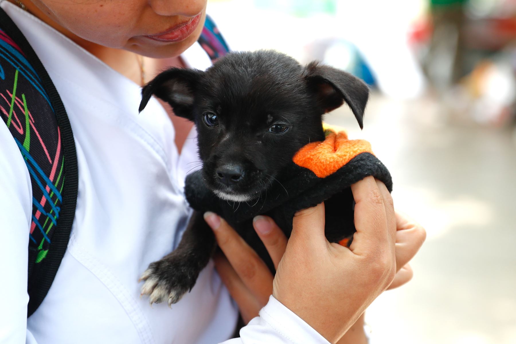 Pepe,  cachorrito de 3 meses. Su madre estaba preñada de él y otros cachorros cuando la encontraron y rescataron en Huaycán. Pepe es muy cariñoso y tierno,  podría cambiar tu vida. Quienes deseen adoptarla pueden comunicarse al número 945492744. Foto: ANDINA/Daniel Bracamonte
