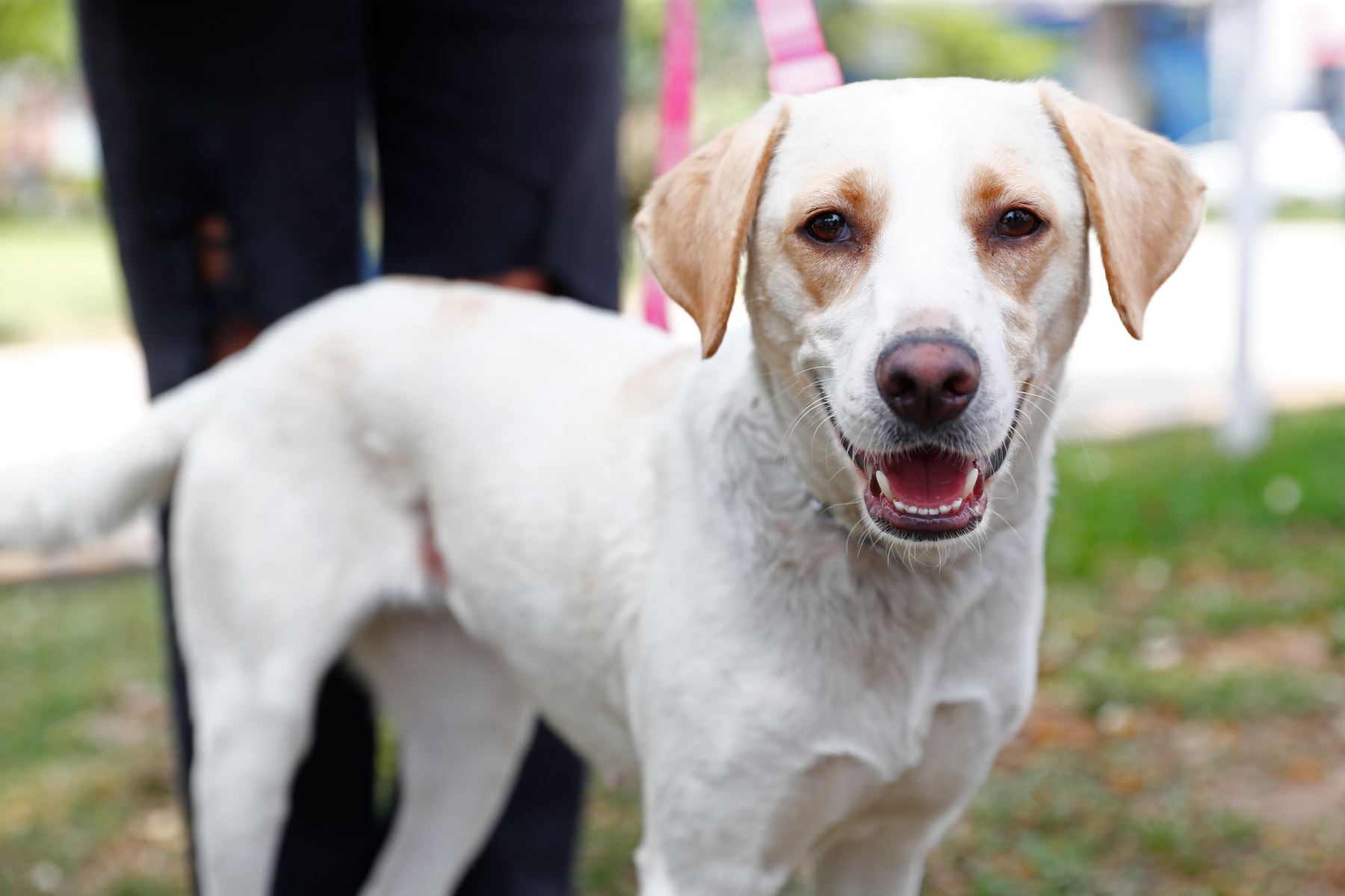 Blanca perrita de mediana estatura encontrada y rescatada en el Callao, en estado de abandono. Es un animal muy sociables con los humanos y otros perros, y actualmente se encuentra viviendo en un albergue temporal en el distrito de San Miguel, y a la espera de ser adoptada. Foto: ANDINA/Daniel Bracamonte
