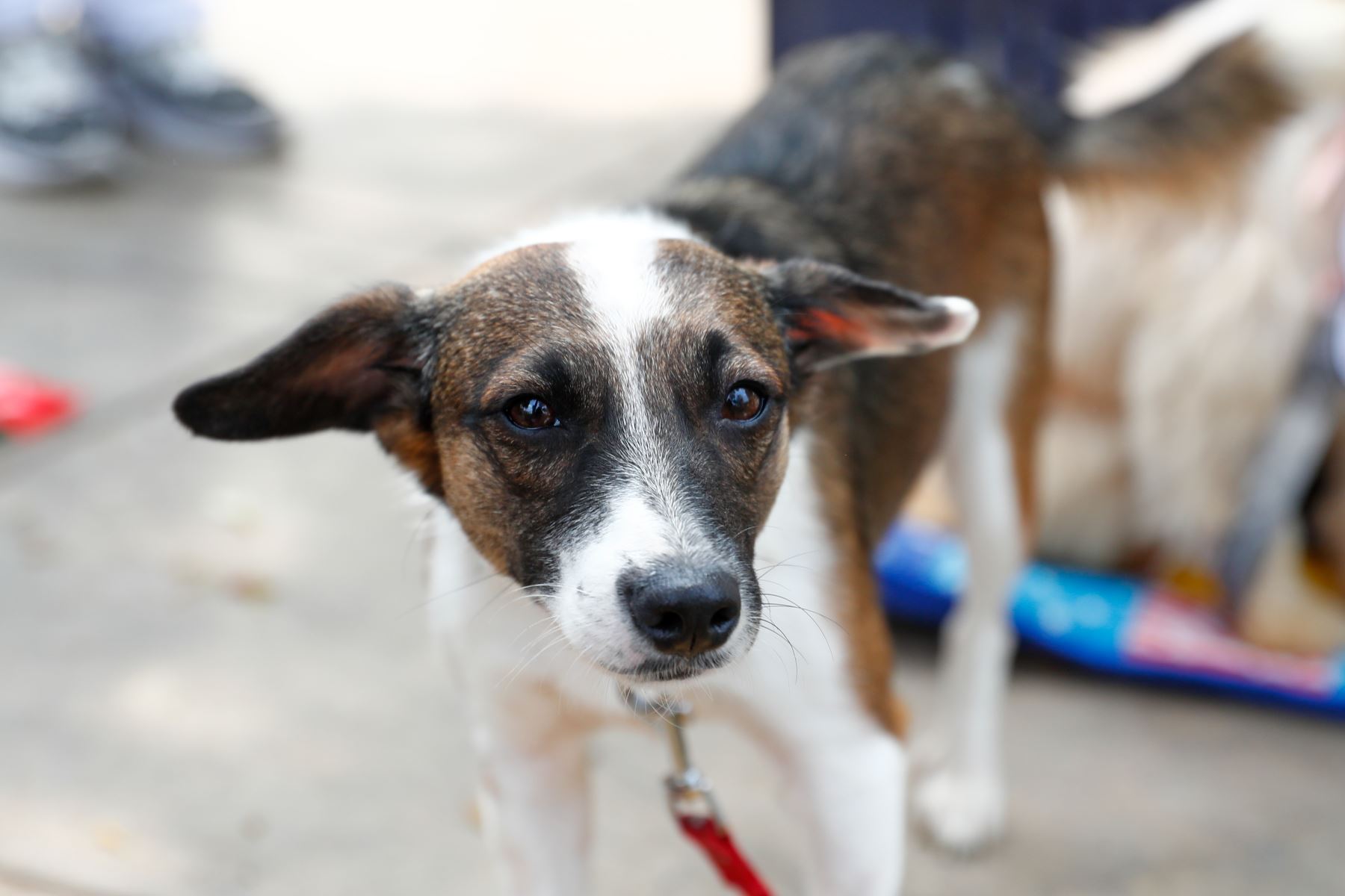 Molly perrita de mediana estatura encontrada y rescatada en  Ventanilla, en estado de abandono. Se caracteriza por su ternura y calma, su fino pelaje de tonos blancos y marrones, actualmente se encuentra viviendo en un albergue temporal en el distrito de San Miguel, y a la espera de ser adoptada. Quienes deseen adoptarla pueden comunicarse con Mary Alvarado al 998668850. Foto: ANDINA/Daniel Bracamonte