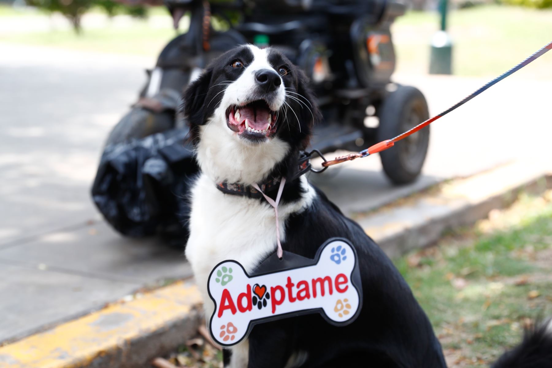 Sayu perrito mediano-grande estatura encontrado y rescatado en el Rímac en estado de abandono. Es muy carismático, muy sociable con los humanos, y actualmente se encuentra viviendo en un albergue temporal en el distrito de San Miguel, y a la espera de ser adoptado. Quienes deseen adoptarla pueden comunicarse con Mary Alvarado al 998668850. Foto: ANDINA/Daniel Bracamonte