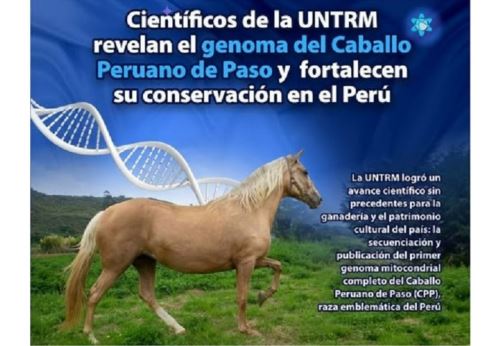 Investigadores de la Universidad Nacional Toribio Rodríguez de Mendoza (UNTRM)  de Amazonas realizaron un fabuloso descubrimiento científico: lograron la secuenciación y publicación del primer genoma mitocondrial completo del caballo peruano de paso, raza emblemática del Perú.