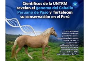 Investigadores de la Universidad Nacional Toribio Rodríguez de Mendoza (UNTRM)  de Amazonas realizaron un fabuloso descubrimiento científico: lograron la secuenciación y publicación del primer genoma mitocondrial completo del caballo peruano de paso, raza emblemática del Perú.
