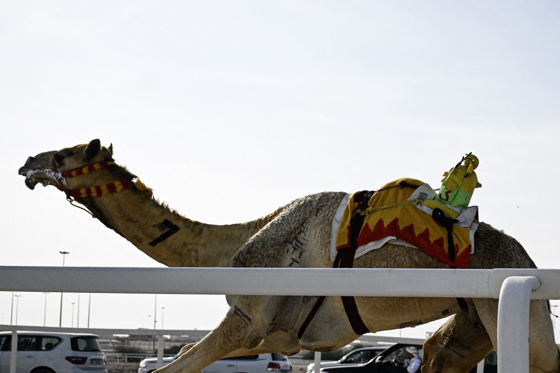 Jinetes robot, del tamaño de un niño pequeño y controlados a distancia, compiten en una carrera de camellos en la pista de arena de al-Shahaniya el 25 de diciembre de 2025. La temporada de carreras de camellos se extiende de octubre a febrero en Qatar. Foto: AFP