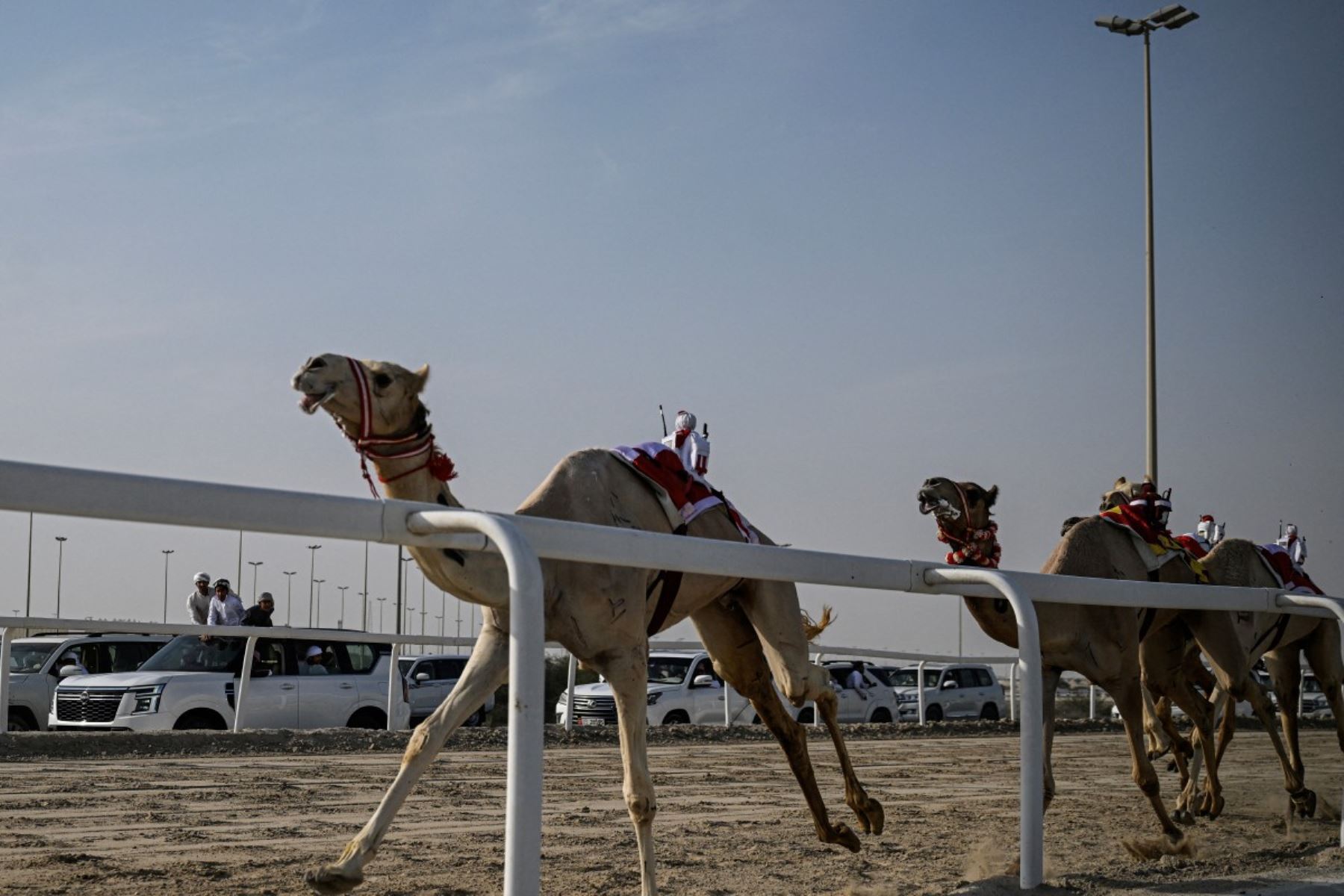 Espectadores observan desde sus vehículos la carrera de camellos cabalgados por jinetes robot, del tamaño de un niño pequeño y controlados a distancia, en la pista de arena de al-Shahaniya el 25 de diciembre de 2025. La temporada de carreras de camellos se extiende de octubre a febrero en Qatar. Foto: AFP