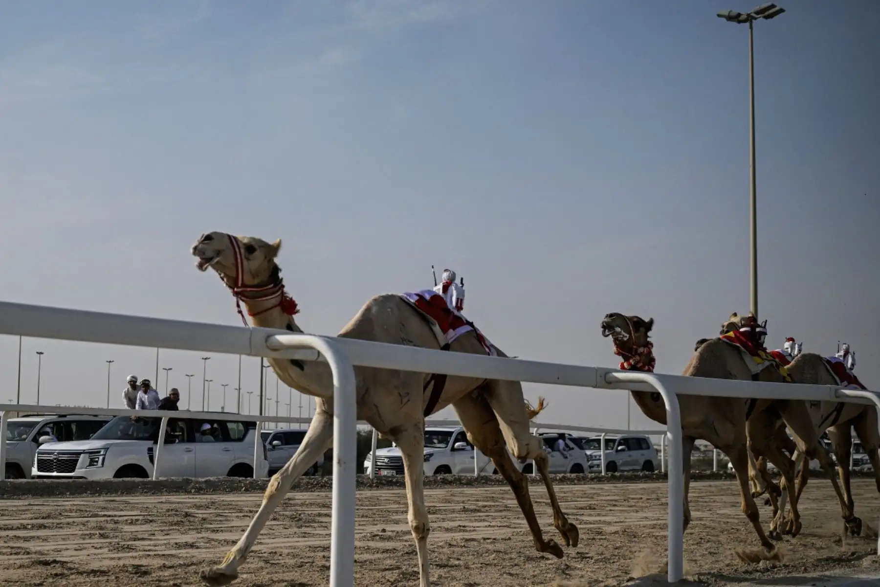 Espectadores observan desde sus vehículos la carrera de camellos cabalgados por jinetes robot, del tamaño de un niño pequeño y controlados a distancia, en la pista de arena de al-Shahaniya el 25 de diciembre de 2025. La temporada de carreras de camellos se extiende de octubre a febrero en Qatar. Foto: AFP