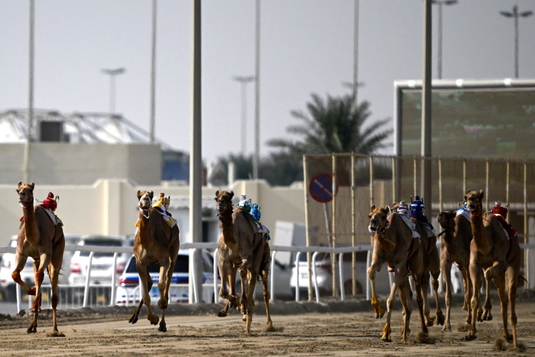 Jinetes robot, del tamaño de un niño pequeño y controlados a distancia, compiten en una carrera de camellos en la pista de arena de al-Shahaniya el 25 de diciembre de 2025. La temporada de carreras de camellos se extiende de octubre a febrero en Qatar. Foto: AFP