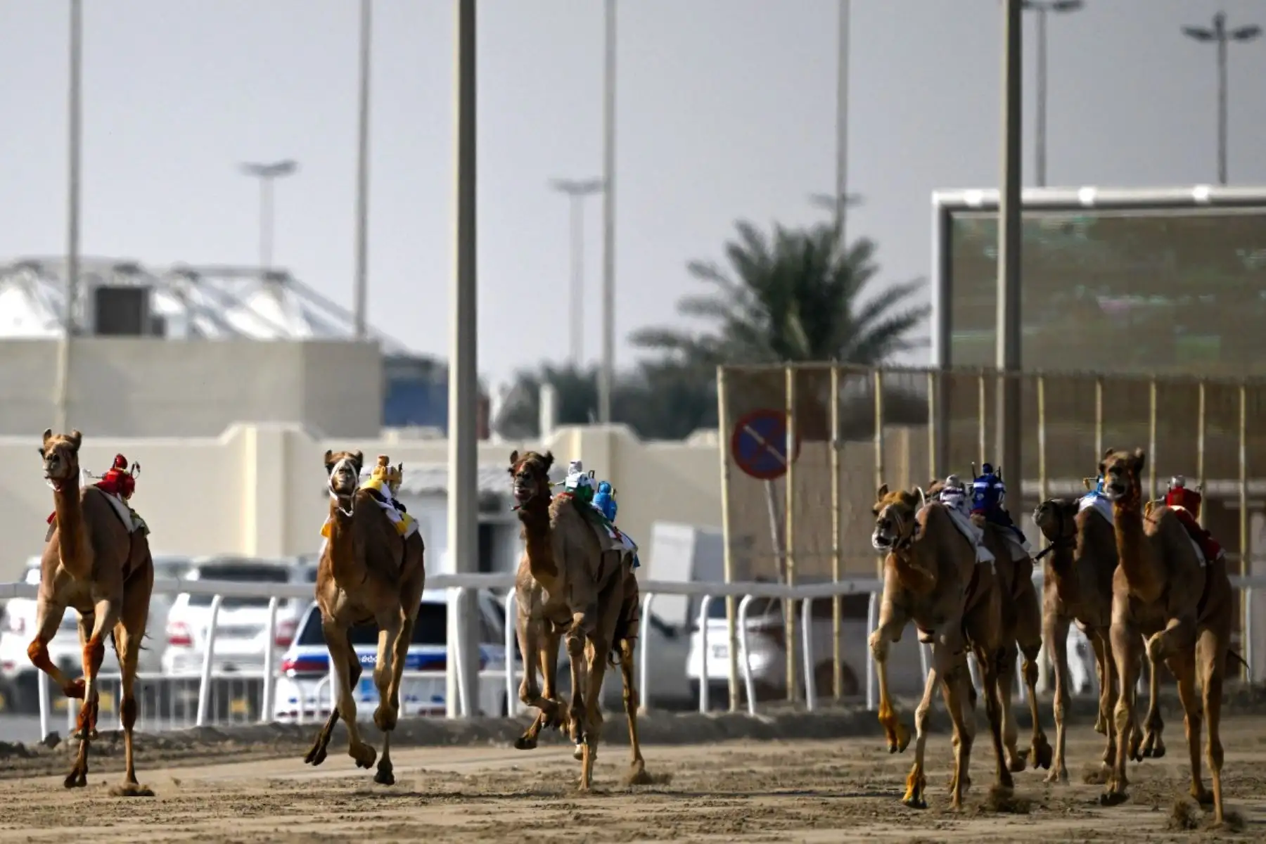 Jinetes robot, del tamaño de un niño pequeño y controlados a distancia, compiten en una carrera de camellos en la pista de arena de al-Shahaniya el 25 de diciembre de 2025. La temporada de carreras de camellos se extiende de octubre a febrero en Qatar. Foto: AFP