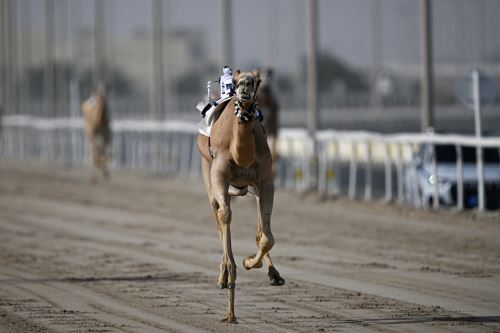 Singular carrera de camellos cabalgados por jinetes robot se realiza en Qatar