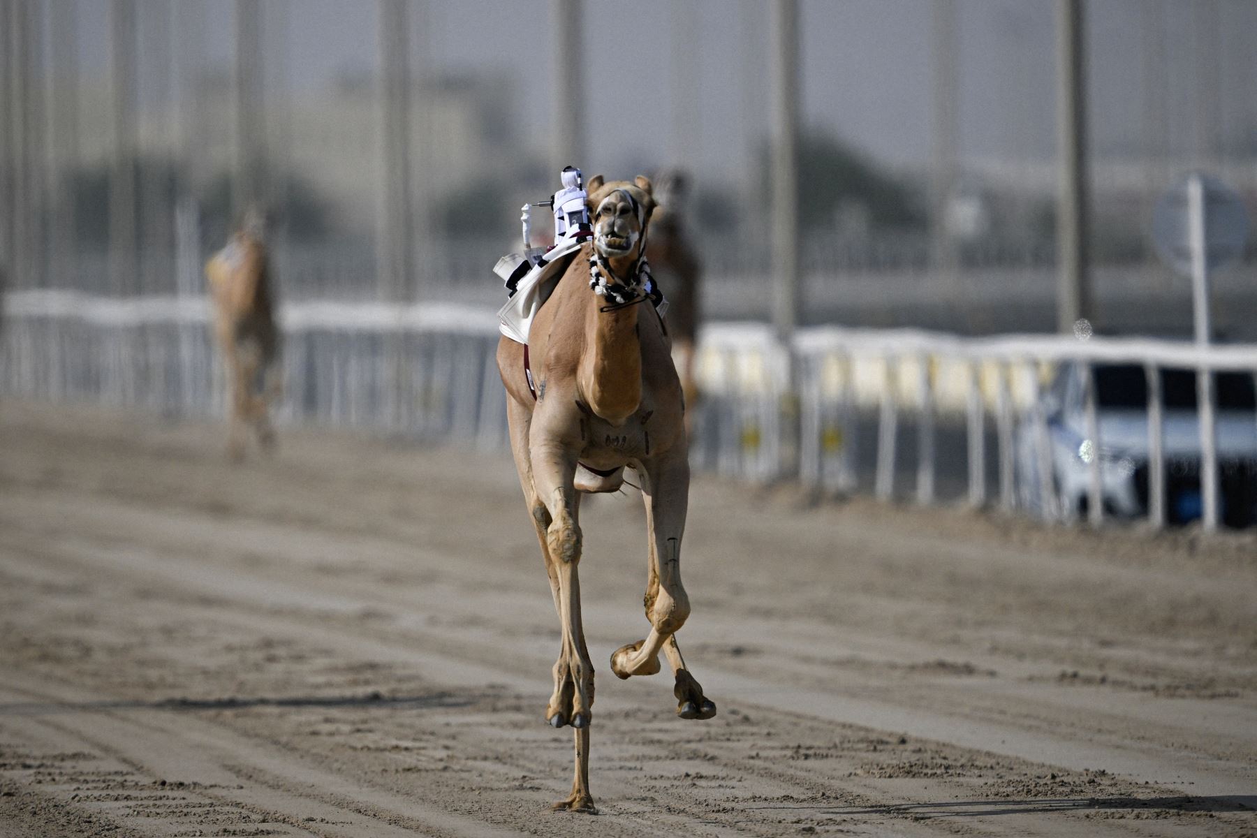 Jinetes robot, del tamaño de un niño pequeño y controlados a distancia, compiten en una carrera de camellos en la pista de arena de al-Shahaniya el 25 de diciembre de 2025. La temporada de carreras de camellos se extiende de octubre a febrero en Qatar. Foto: AFP