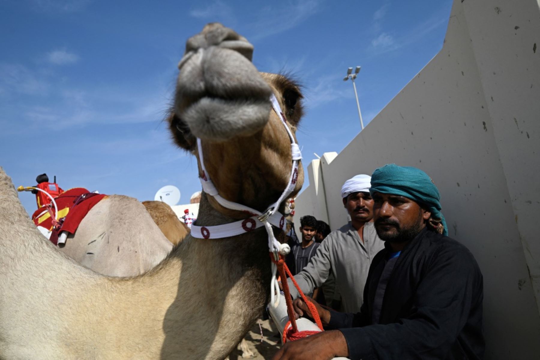 Camellos y sus cuidadores se preparan para el inicio de la jornada de carreras de camellos en al-Shahaniya el 25 de diciembre de 2025. La temporada de carreras de camellos se extiende de octubre a febrero en Qatar. Foto: AFP