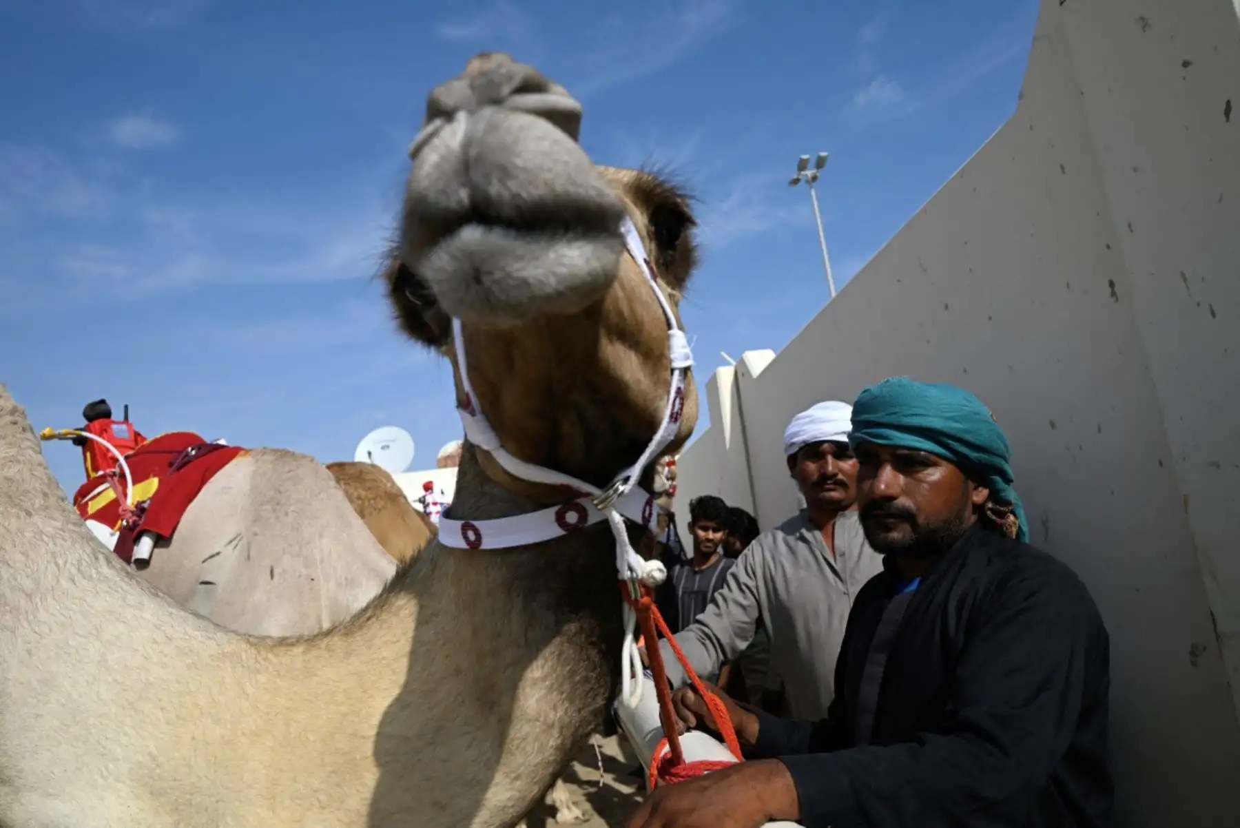 Camellos y sus cuidadores se preparan para el inicio de la jornada de carreras de camellos en al-Shahaniya el 25 de diciembre de 2025. La temporada de carreras de camellos se extiende de octubre a febrero en Qatar. Foto: AFP