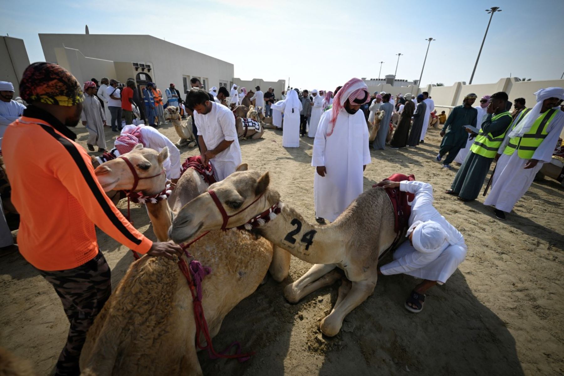 Camellos y sus cuidadores se preparan para el inicio de la jornada de carreras de camellos en al-Shahaniya el 25 de diciembre de 2025. La temporada de carreras de camellos se extiende de octubre a febrero en Qatar. Foto: AFP