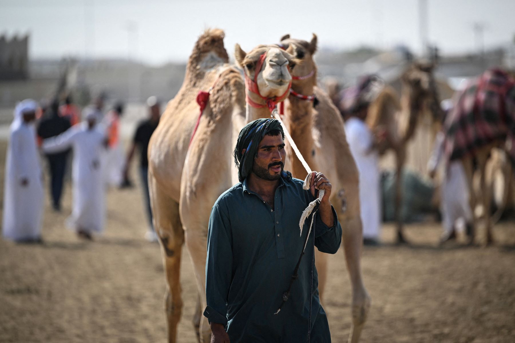 Camellos y sus cuidadores se preparan para el inicio de la jornada de carreras de camellos en al-Shahaniya el 25 de diciembre de 2025. La temporada de carreras de camellos se extiende de octubre a febrero en Qatar. Foto: AFP