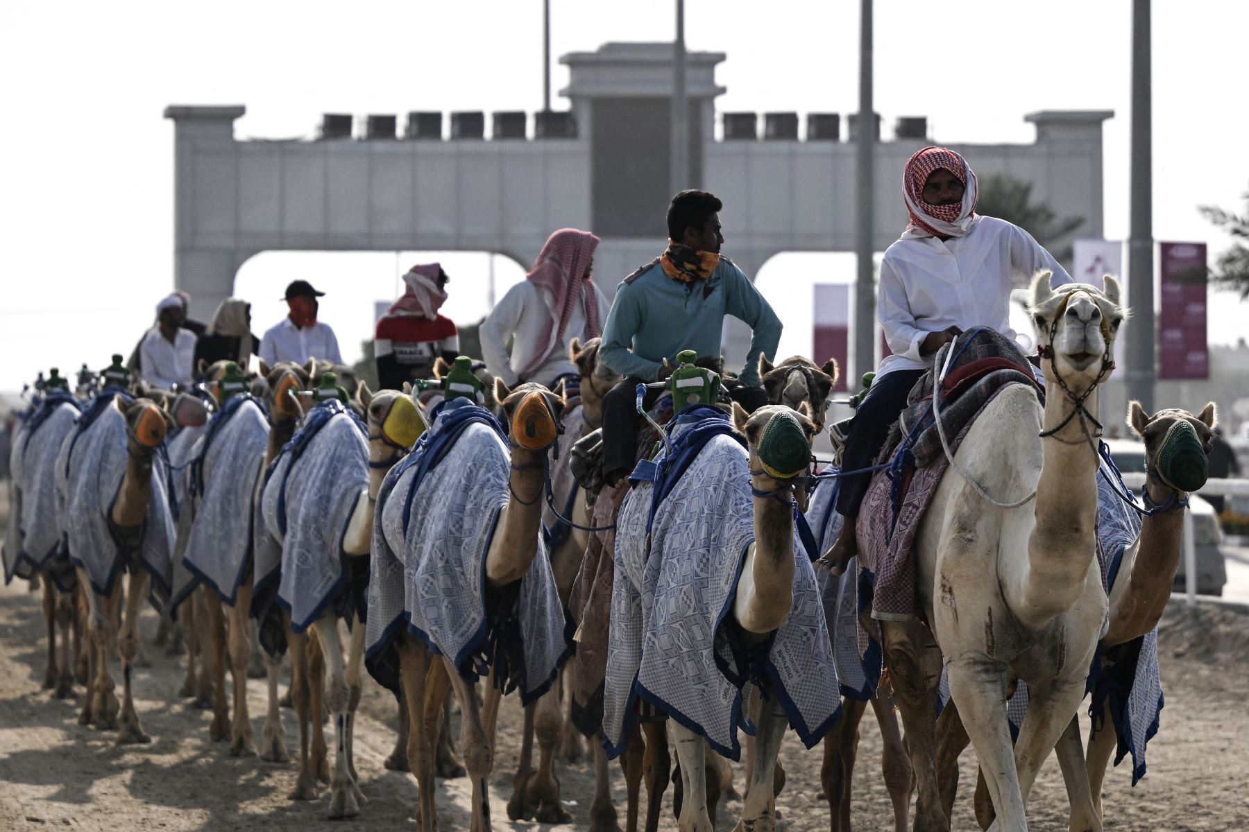 Los camellos llegan a la arena de competencias montados por sus cuidadores momentos previos a la carrera en al-Shahaniya, el 25 de diciembre de 2025. La temporada de carreras de camellos se extiende de octubre a febrero en Catar. Foto: AFP