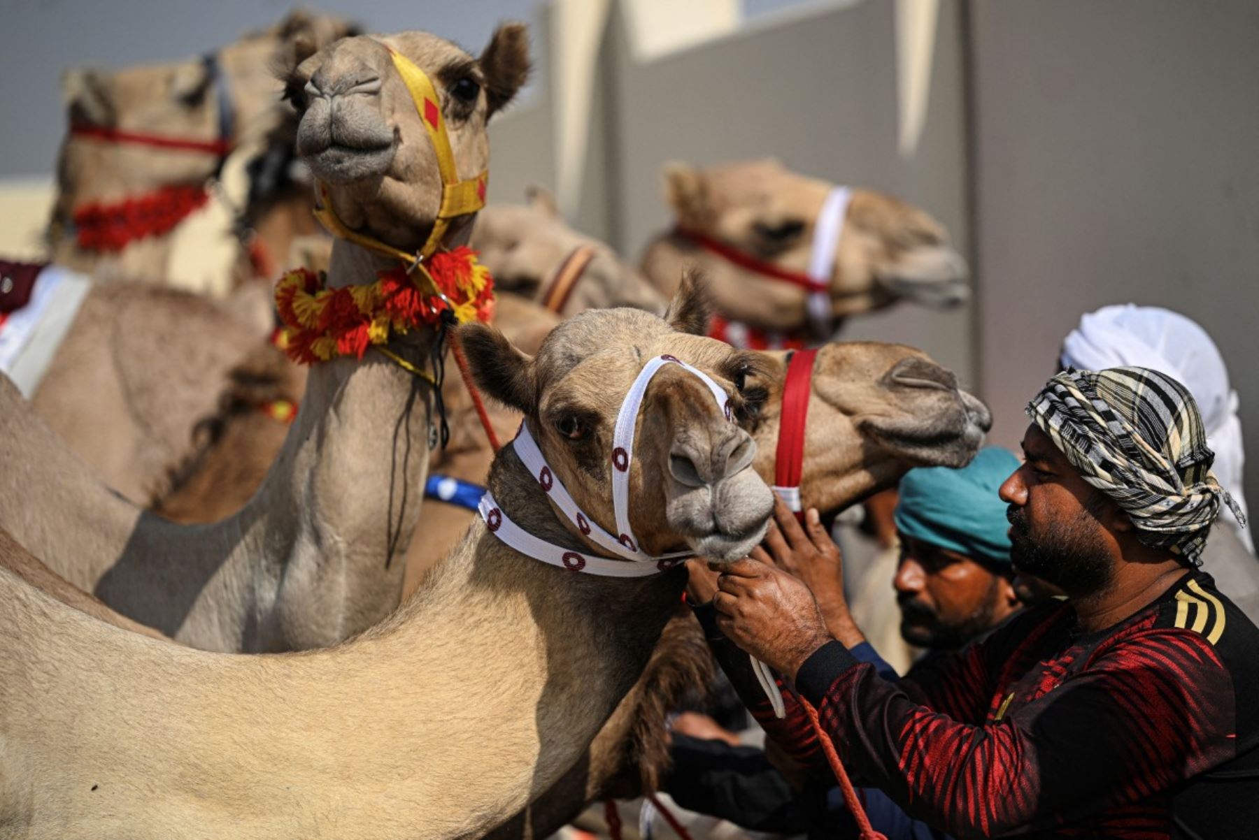 Camellos y sus cuidadores se preparan para el inicio de la jornada de carreras de camellos en al-Shahaniya el 25 de diciembre de 2025. La temporada de carreras de camellos se extiende de octubre a febrero en Qatar. Foto: AFP