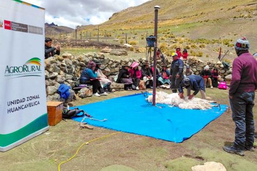Proyecto de Agro Rural en Huancavelica mejora ingresos de familias alpaqueras. Foto: Midagri/Difusión.