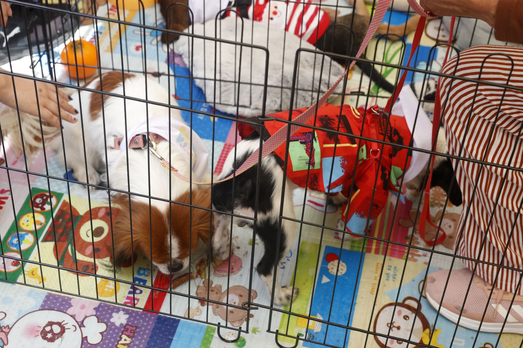 Campaña de adopción “ADOPTATON”, en pasaje Santa Rosa coorganización con la Municipalidad Metropolitana de Lima.
Foto: ANDINA/Vidal Tarqui