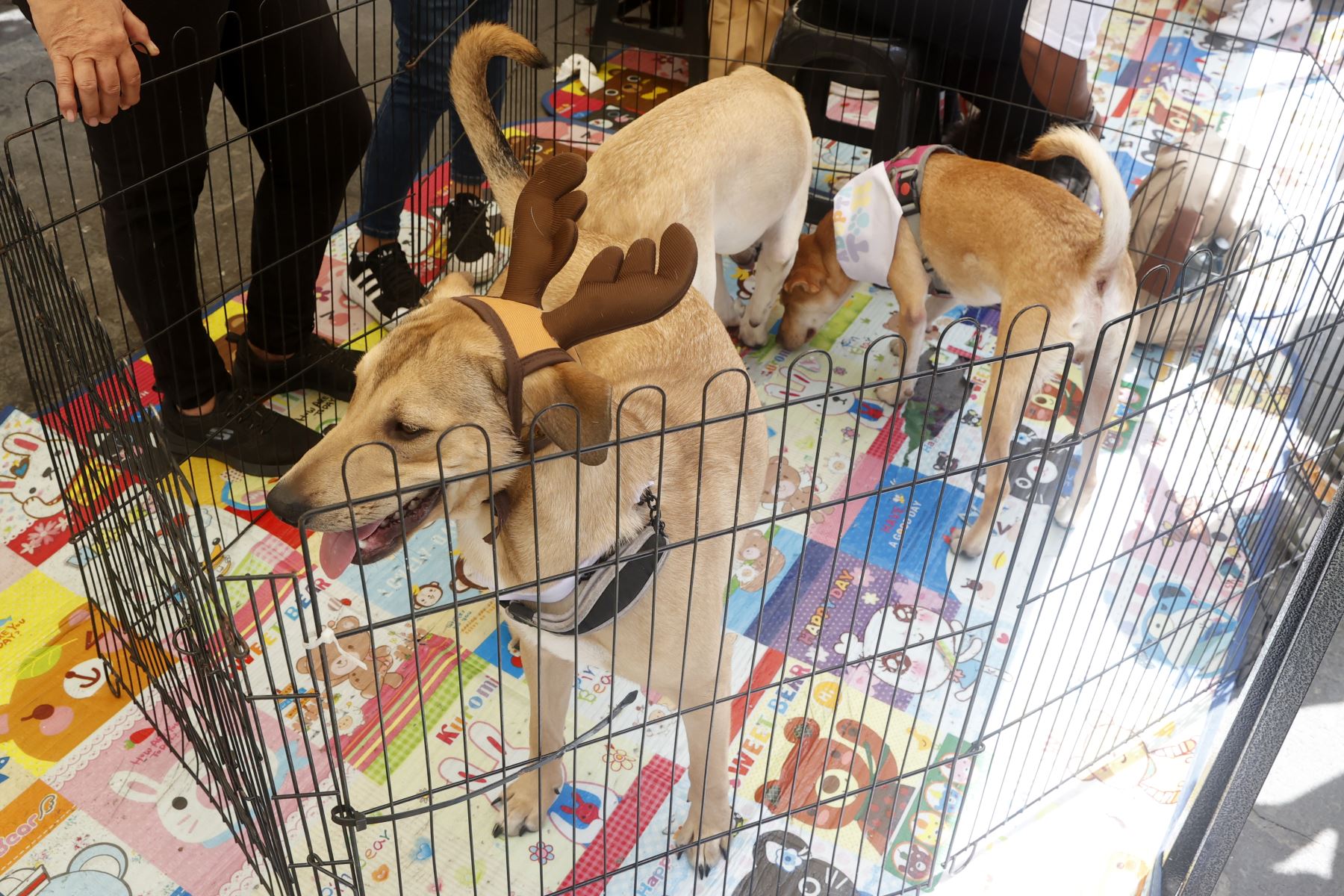 Campaña de adopción “ADOPTATON”, en pasaje Santa Rosa coorganización con la Municipalidad Metropolitana de Lima.
Foto: ANDINA/Vidal Tarqui