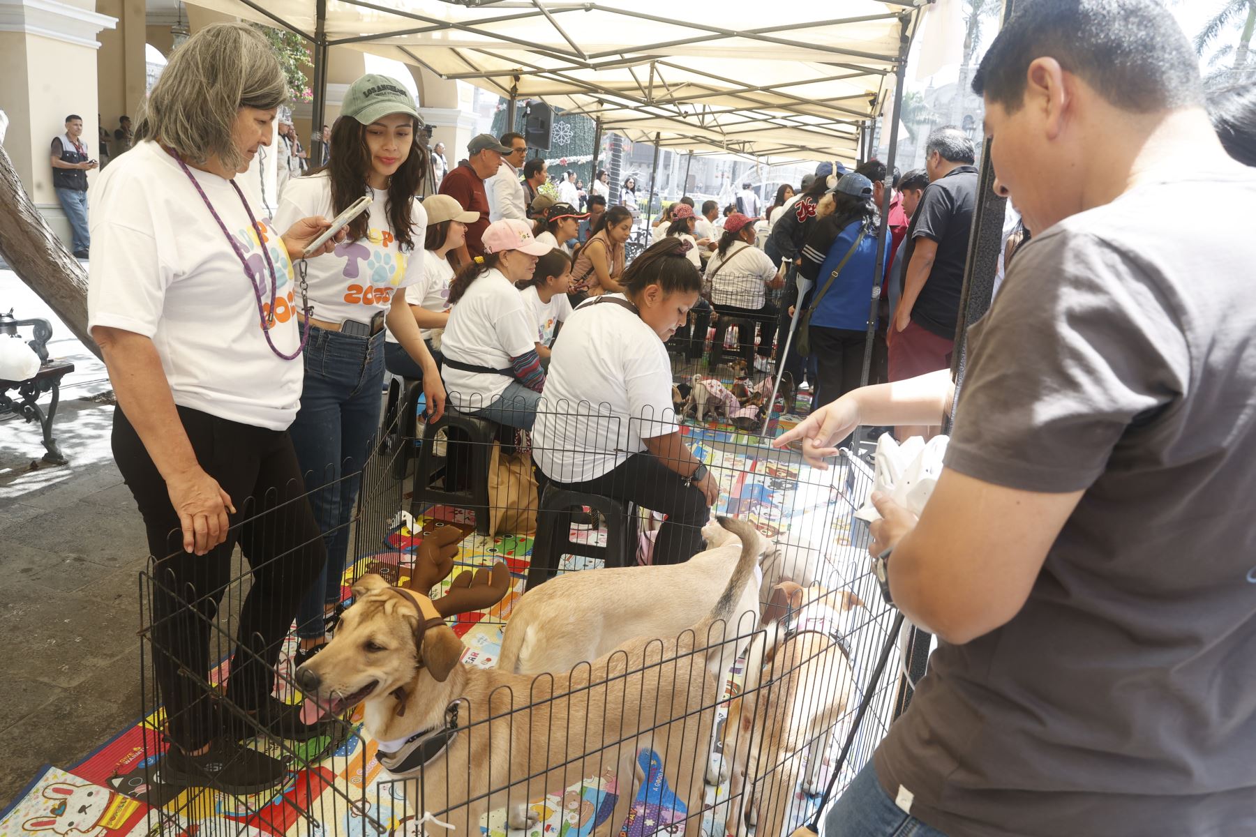 Campaña de adopción “ADOPTATON”, en pasaje Santa Rosa coorganización con la Municipalidad Metropolitana de Lima.
Foto: ANDINA/Vidal Tarqui
