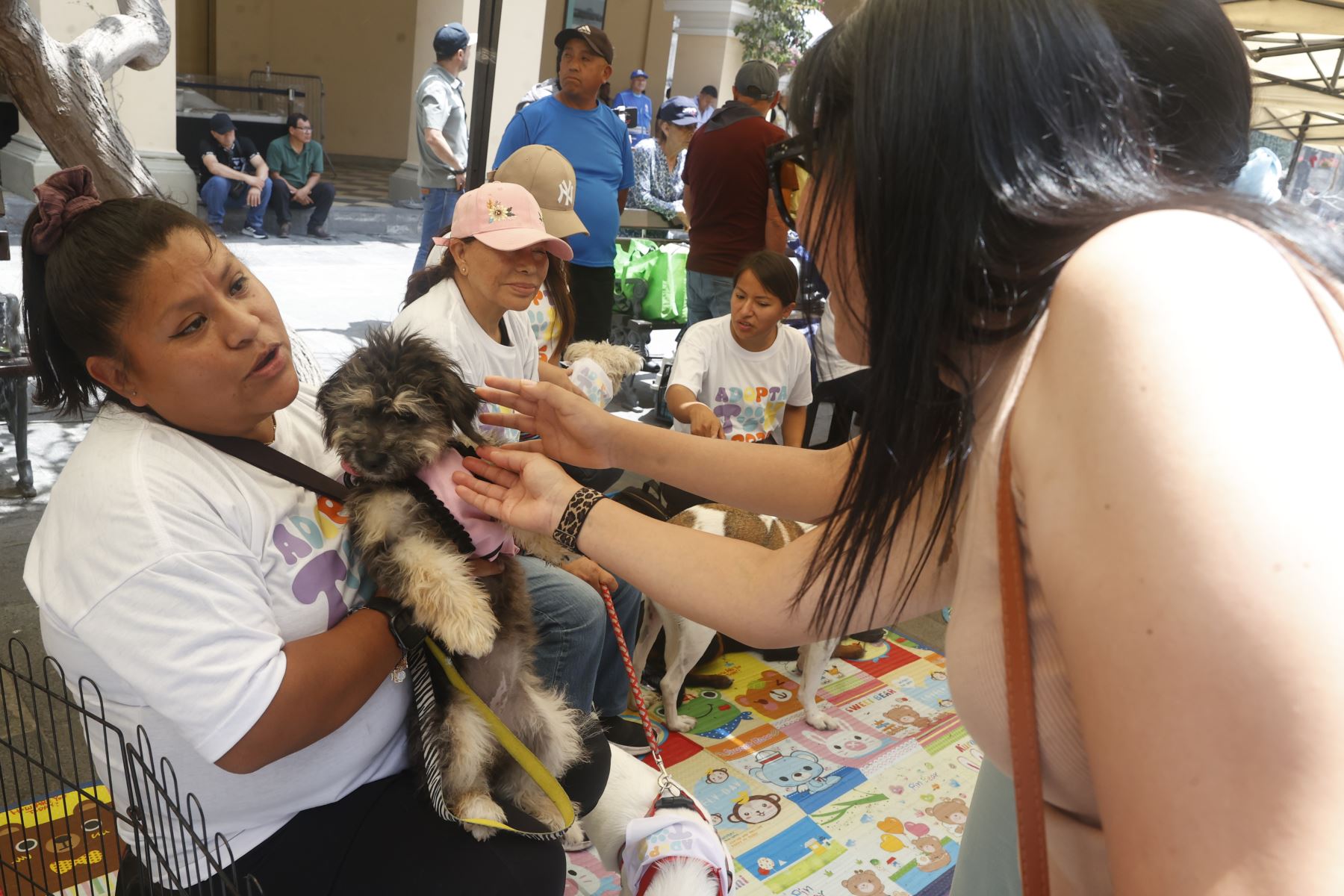 Campaña de adopción “ADOPTATON”, en pasaje Santa Rosa coorganización con la Municipalidad Metropolitana de Lima.
Foto: ANDINA/Vidal Tarqui