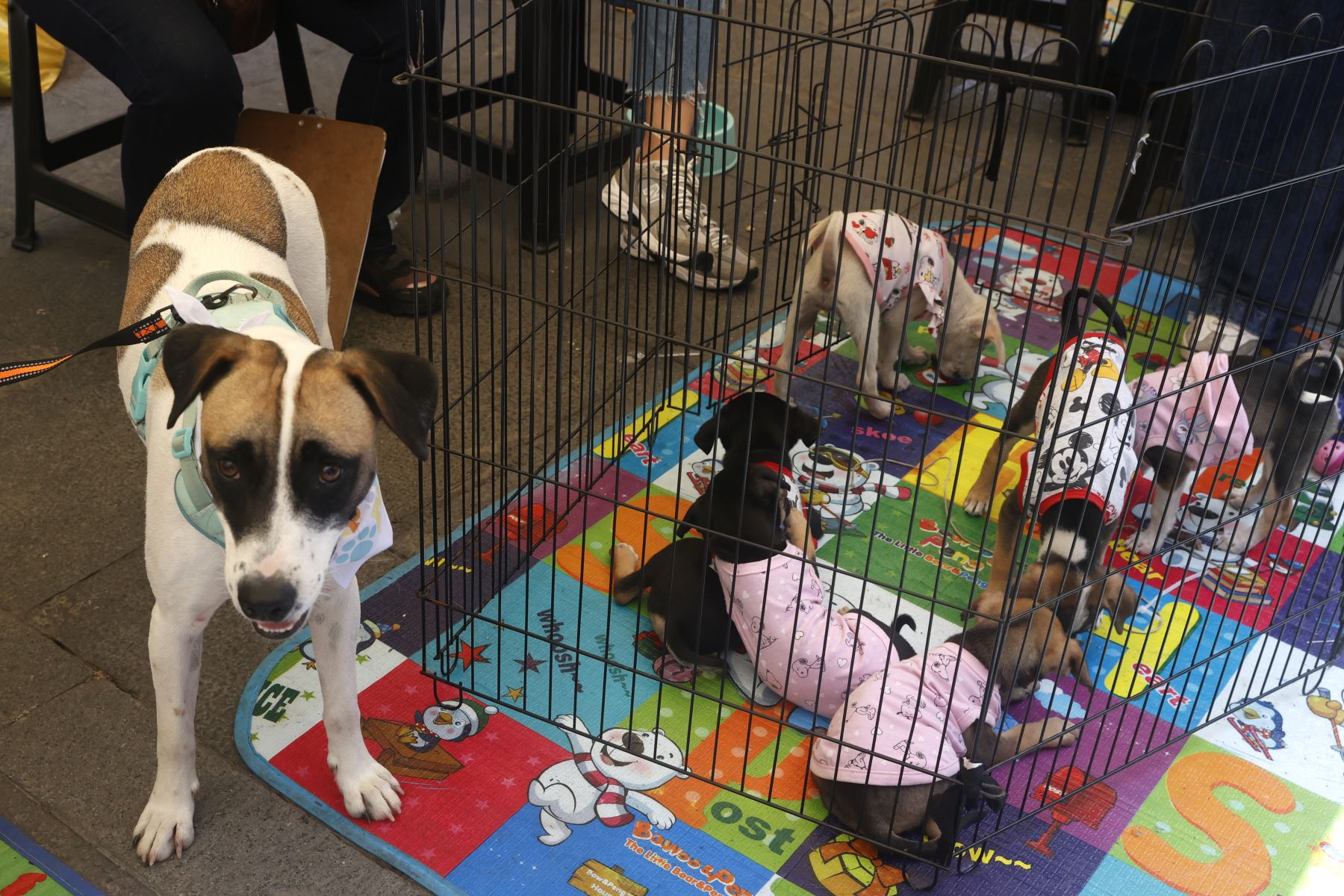 Campaña de adopción “ADOPTATON”, en pasaje Santa Rosa coorganización con la Municipalidad Metropolitana de Lima.
Foto: ANDINA/Vidal Tarqui