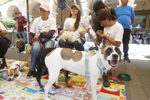 Perritos y gatitos tienen la oportunidad de encontrar una familia en el Adoptatón 2025