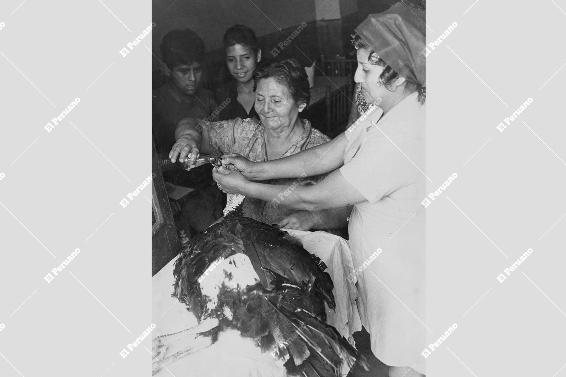 Lima – 31 diciembre 1975 / En los preparativos para la cena de Año Nuevo, dos mujeres cumplen con la costumbre popular de emborrachar al pavo, uno de los platos infaltables de las celebraciones familiares de fin de año. Foto: Archivo Histórico de El Peruano / Próspero Montoro.