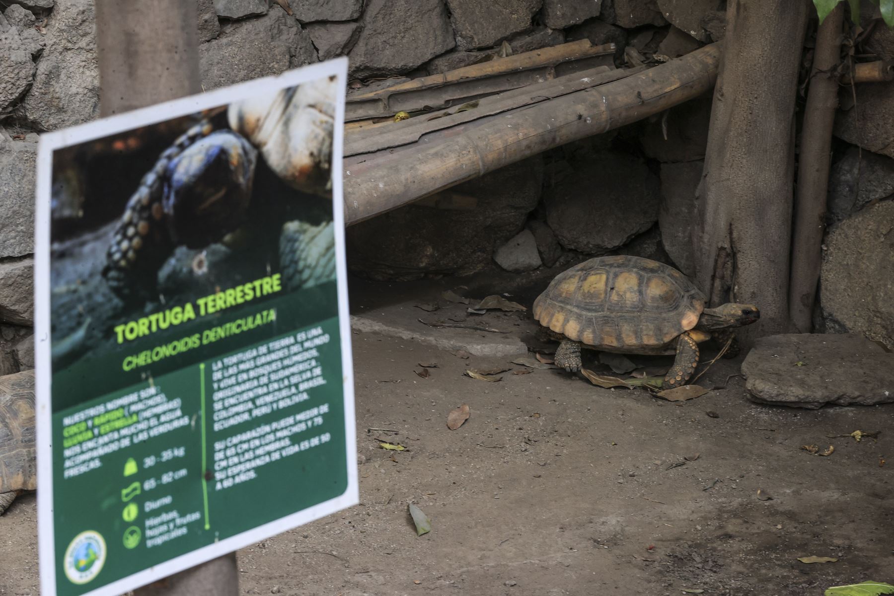 En la Selva Escondida viven tres tortugas terrestres que forman parte de su diversidad de fauna. Foto: ANDINA/Jhonel Rodríguez Robles