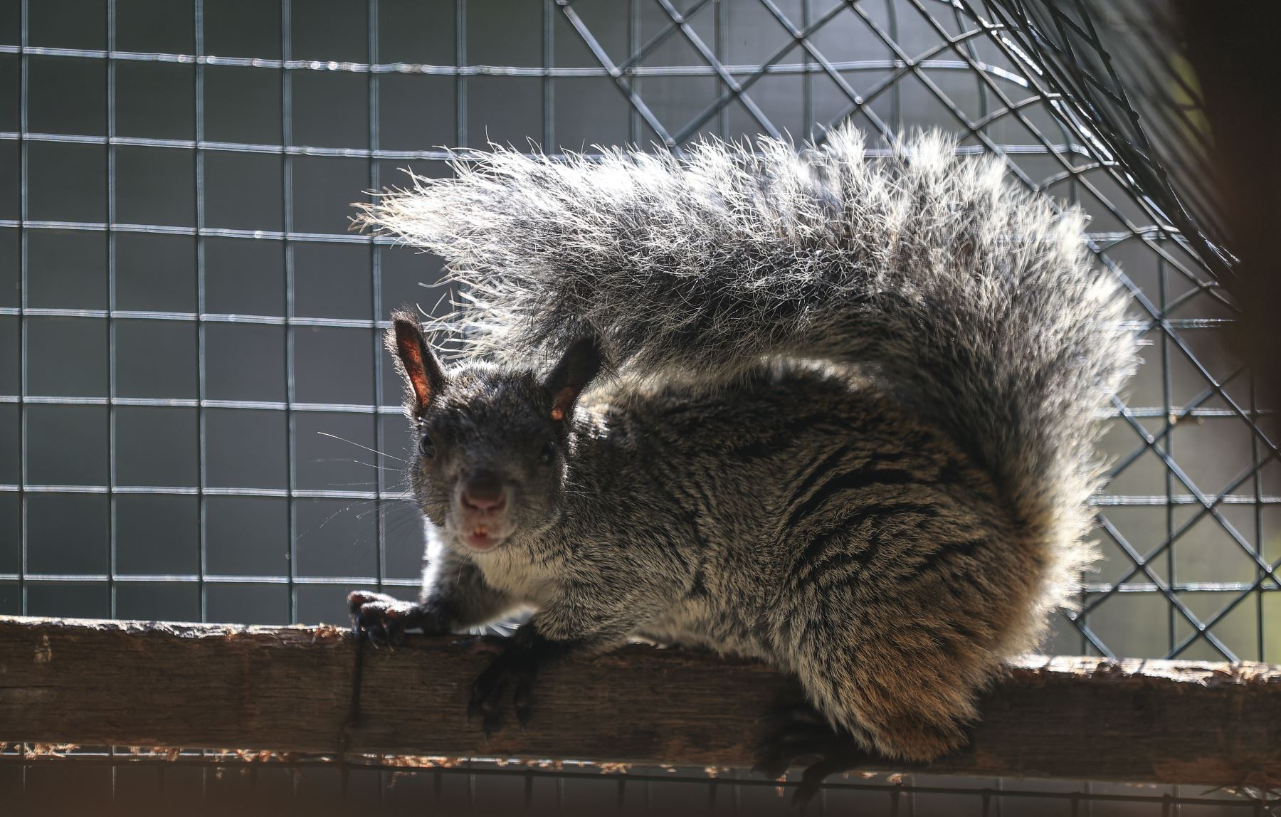 Las ardillas, que se encuentran la mini granja, se han ganado el cariño de los niños por su carácter sociable y porque no rehúyen el contacto con los visitantes. Foto: ANDINA/Jhonel Rodríguez Robles
